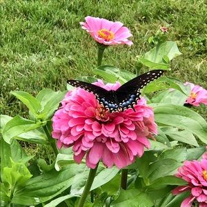 Meet your Posher, Anna